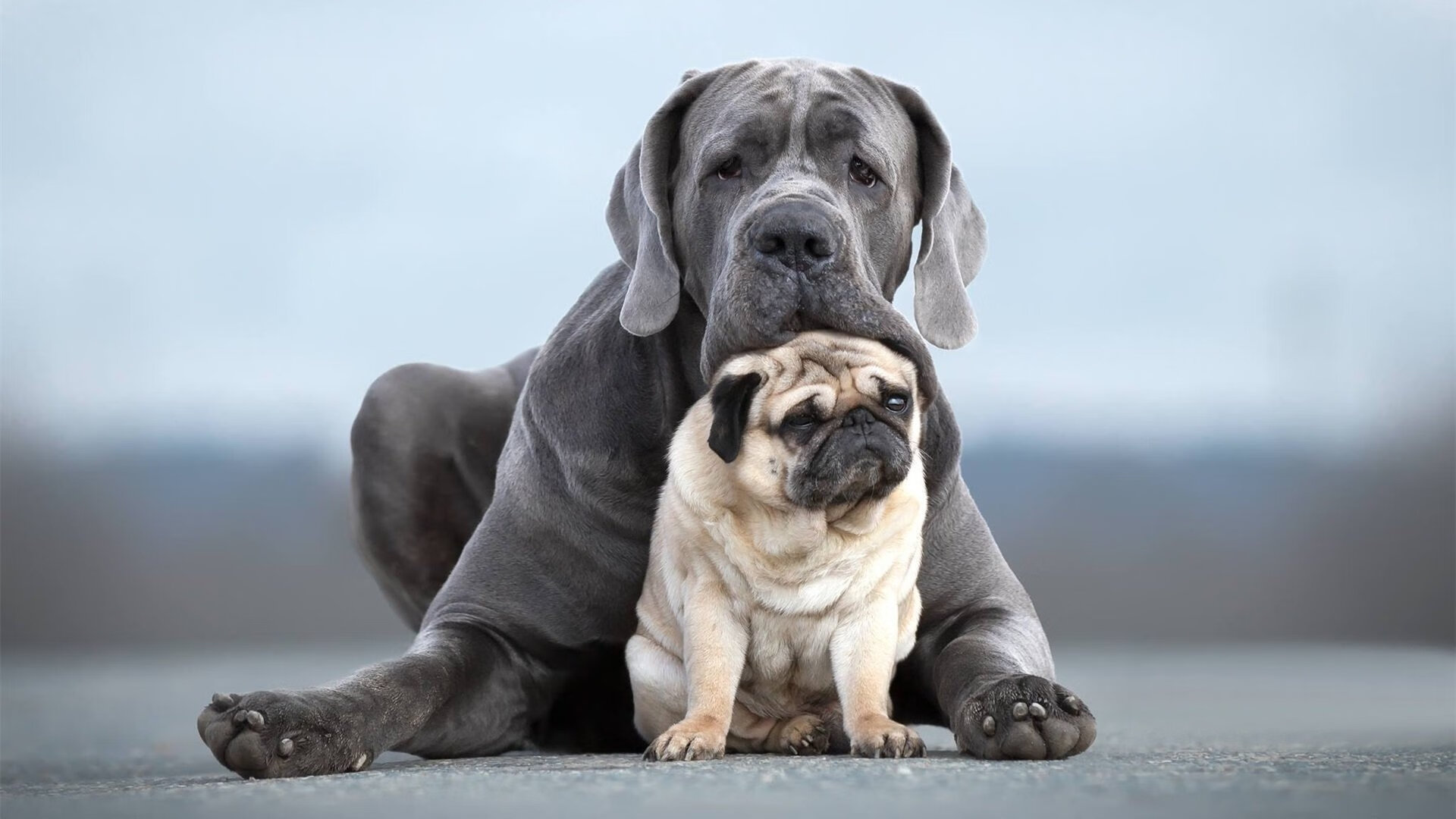 _猛龙展现韧性，逆转取胜赢得尊敬_，猛龙出击