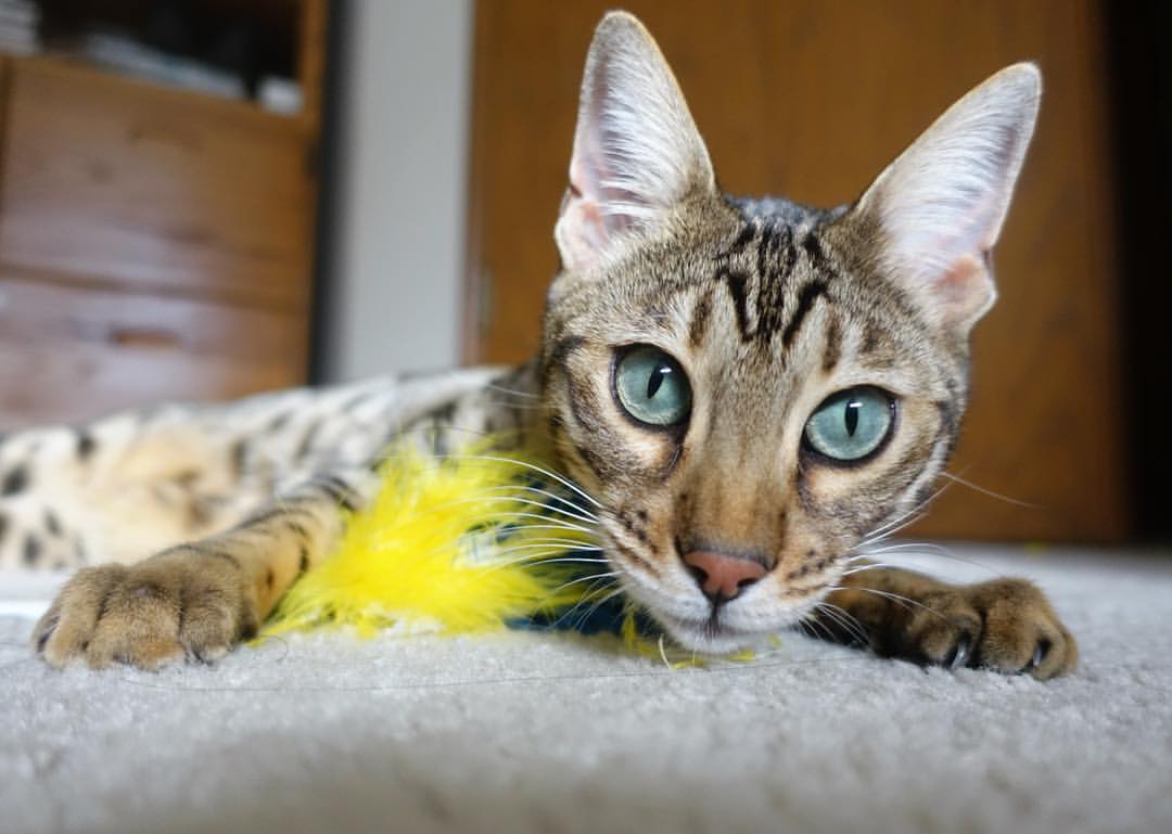 _火箭逐渐找回BP，追逐季后赛希望_，火箭战绩季后赛