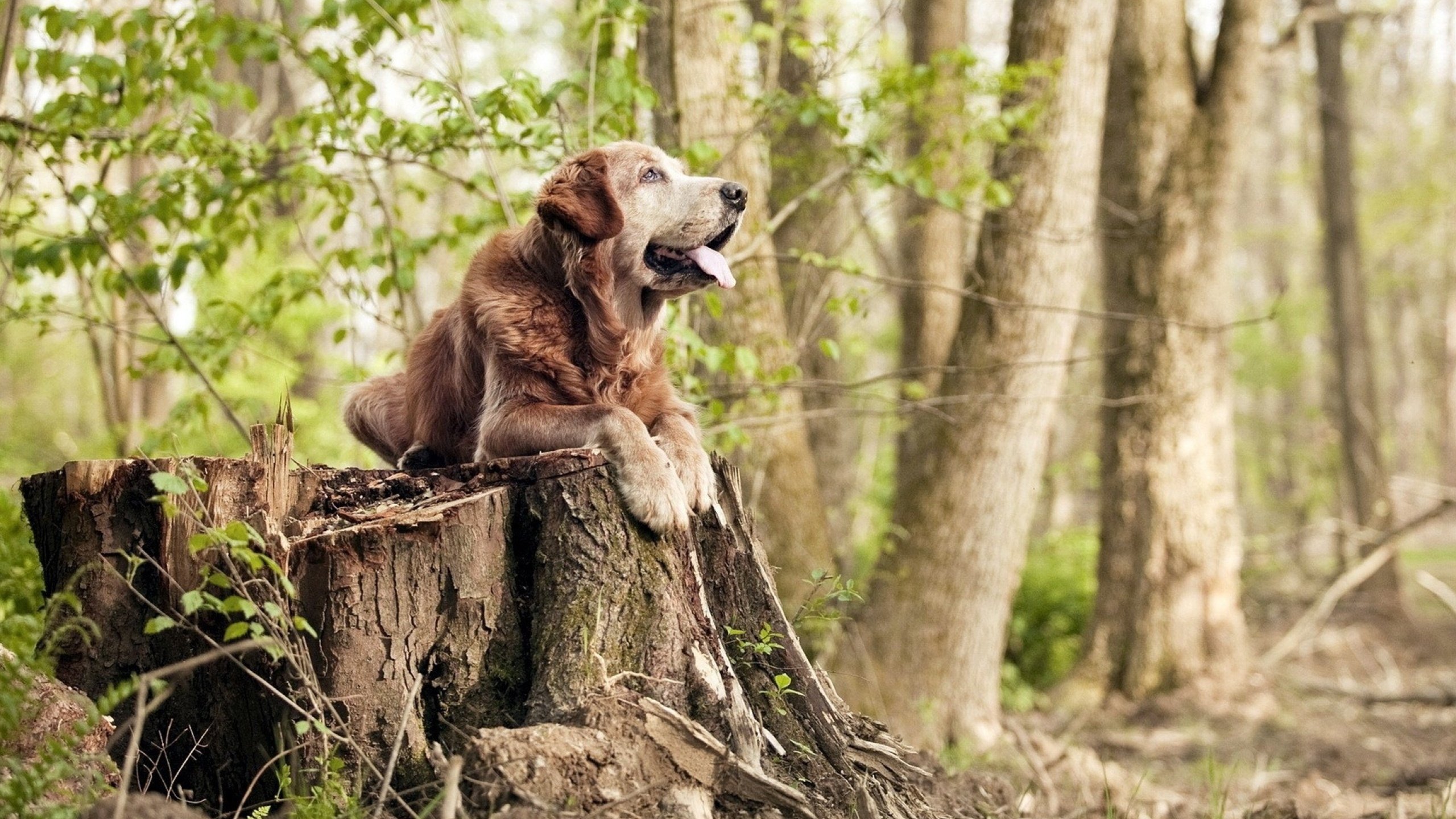 “精彩绝伦！单场比赛多项纪录破出新高”，单场最高得分是多少