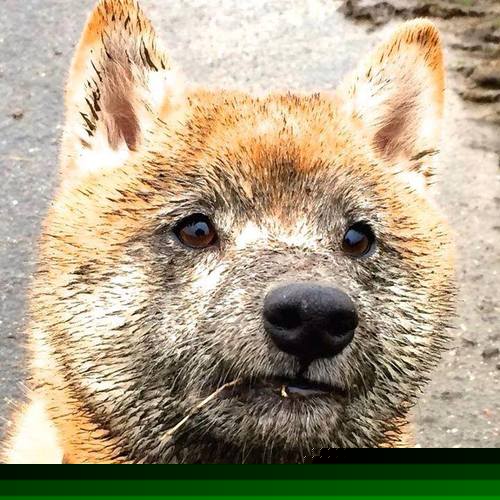 史上最大“黑马战队”:疑云重重终成王者!,黑马战队创始人